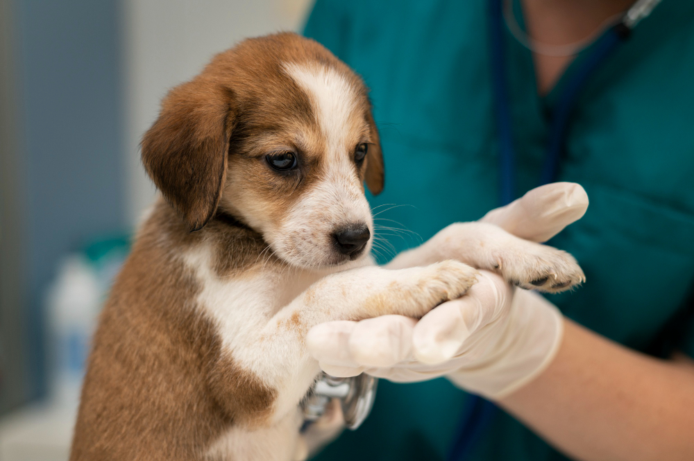 about our veterinary practice  Earlton, NY