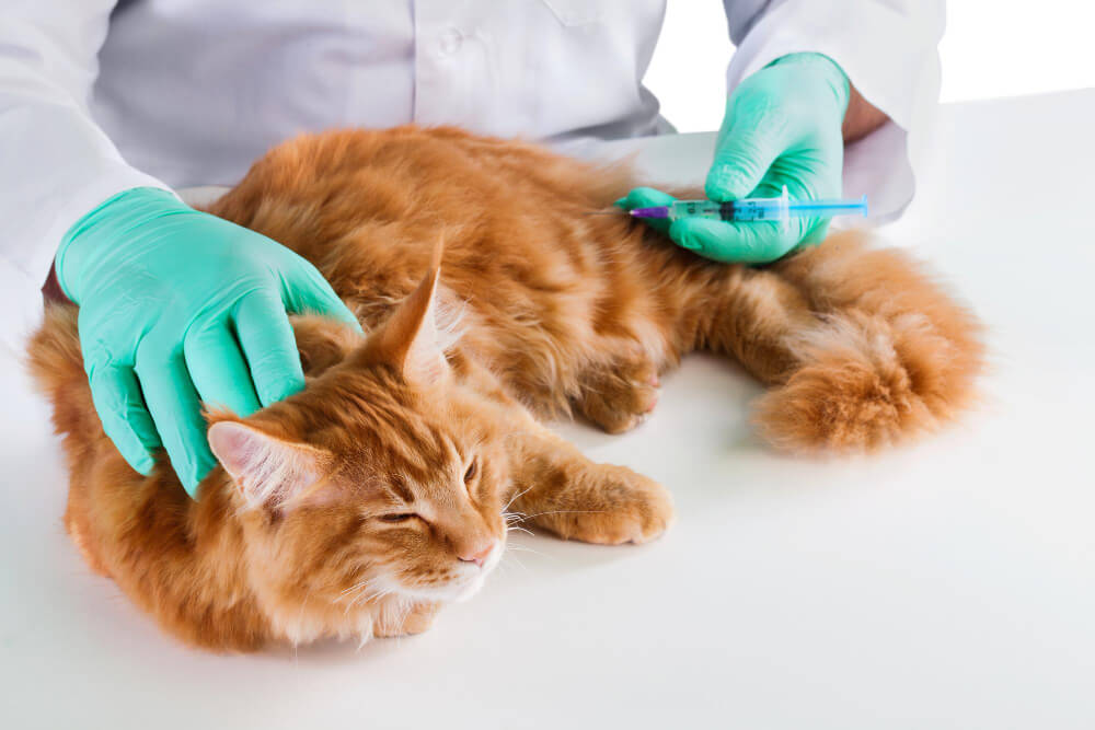 Vaccinations Earlton, NY